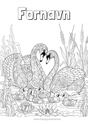 Gratis farvelægning Mandala Fugl Dyr Swan Fugle og flyvende pattedyr