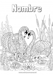 Colorear gratis Mandala Pájaro Animales Cisne Aves y mamíferos voladores