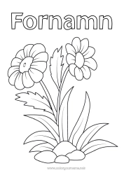 Gratis färgläggning Blommor Sommar Vår Marguerite