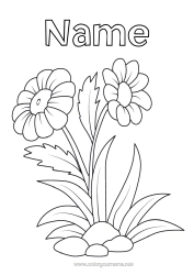 Free colouring Flowers Summer Spring Daisy