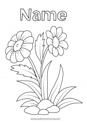 Free coloring Flowers Summer Spring Daisy