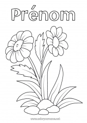 Coloriage gratuit Fleurs Été Printemps Marguerite