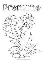 Pagină de colorat personalizată Flori Vara Primăvară Margareta