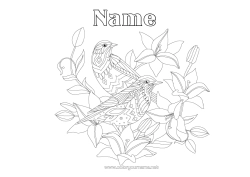 Free colouring Mandala Bird Spring Animal Birds and flying mammals