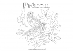 Coloriage gratuit Mandala Oiseau Printemps Animal Oiseaux et mammifères volants