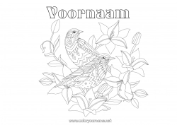 Gratis kleurplaat Mandala Vogel Lente Dier Vogels en vliegende zoogdieren