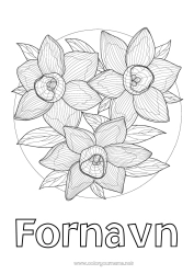 Gratis farvelægning Blomster Forår Påskeliljer Komplekse farvelægninger