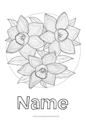 Free colouring Flowers Spring Daffodils Complex colouring pages