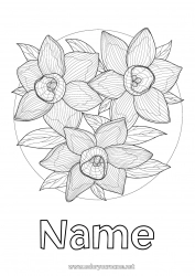 Free coloring Flowers Spring Daffodils Complex coloring pages