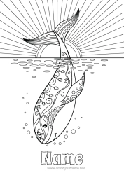 Free colouring Whale Sea Animal Marine or aquatic animals Orca