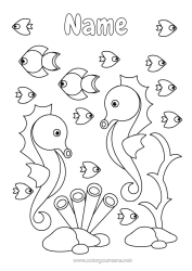 Colouring to customise Sea Animal Fish Seahorse Marine Or Aquatic Animals