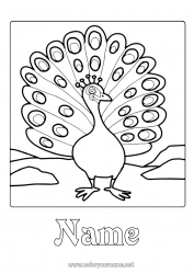 Free coloring Animal Peacock Flying birds and mammals