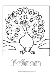 Coloriage gratuit Animal Paon Oiseaux et mammifères volants