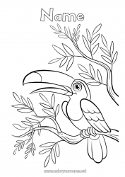 Free coloring Bird Animal Toucan Flying birds and mammals