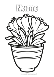 Free colouring Flowers