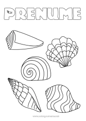Desen liber de colorat Vara Mare Animal Scoici Animale marine sau acvatice