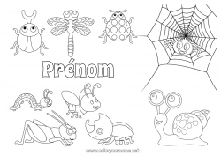 Coloriage gratuit Araignée Animal Escargot Coccinelle Coloriages intermédiaires Insectes Libellule