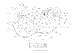 Free colouring Summer Sea Animal Fish Skate Marine or aquatic animals