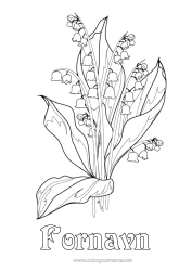 Gratis tegning Blomster Liljekonval. 1. maj