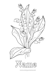 Free colouring Flowers Lily of the valley 1st May