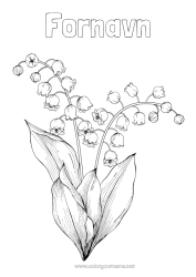 Gratis fargelegging Blomster Vår Liljekonvall 1. mai