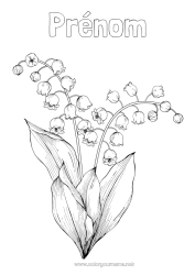 Coloriage gratuit Fleurs Printemps Muguet 1er mai