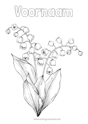 Gratis tekening Bloemen Lente Meiklokje 1 mei