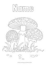 Free coloring Autumn Mushroom