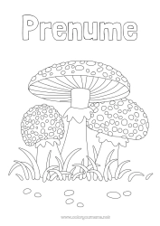 Pagină de colorat personalizată Toamnă Ciupercă
