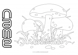 Free coloring Autumn Mushroom