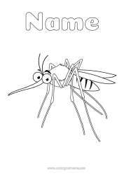 Free colouring Animal Intermediate colouring sheets Insects Mosquito