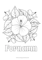 Gratis färgläggning Blommor Sommar Hibiskus
