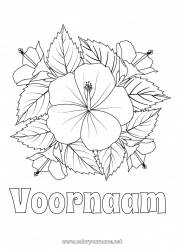 Gratis tekening Bloemen Zomer Hibiscus