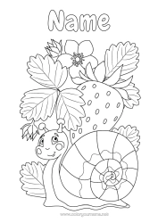 Free colouring Animal Snail Fruit Intermediate colouring sheets Strawberry Other animals of the world