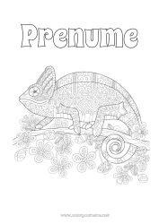 Desen liber de colorat Mandala Animal Desene de colorat complexe Cameleon Reptile