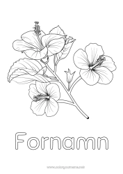 Gratis färgläggning Blommor Hibiskus