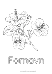 Gratis farvelægning Blomster Hibiscus
