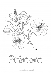 Coloriage gratuit Fleurs Hibiscus