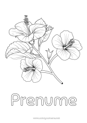Pagină de colorat gratuită Flori Hibiscus