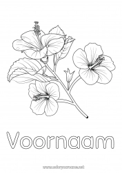 Gratis kleurplaat Bloemen Hibiscus