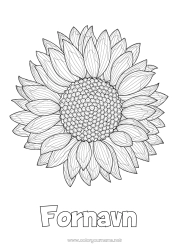Gratis fargelegging Blomster Sommer Solsikke