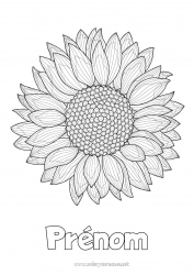 Coloriage gratuit Fleurs Été Tournesol