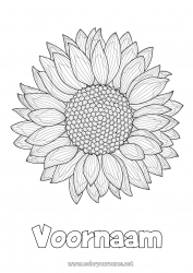 Gratis tekening Bloemen Zomer Zonnebloem