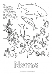 Desenho para personalizar Menino Mar Animal Peixe Sereia Tubarão Animais marinhos ou aquáticos