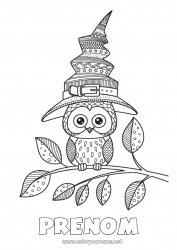 Dessin gratuit Sorcière Halloween Mandala Chouette, Hibou Chapeau Oiseaux et mammifères volants