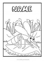 Free coloring Animal Intermediate coloring pages Insects Mosquito