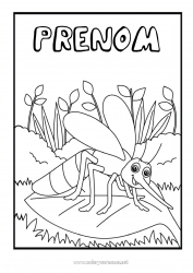 Coloriage gratuit Animal Coloriages intermédiaires Insectes Moustique