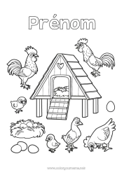 Coloriage à personnaliser Poule Poussin Animal Coq Oiseaux et mammifères volants Animaux de la ferme Oeuf Fermier Métiers de la ferme Nid d'oiseau
