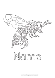 Free colouring Mandala Animal Bee Zentangle Insects