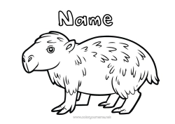 Free colouring Animal Forest animals South America